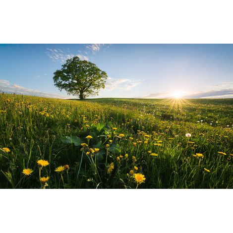 Papier peint panoramique naturel Printemps à la Campagne (1/4)