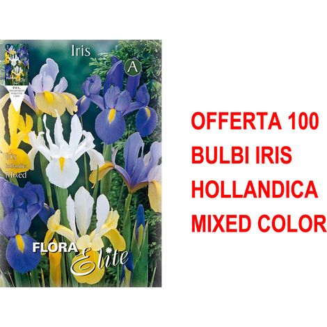 BULBI PRIMAVERILI OFFERTA 100 BULBI IRIS HOLLANDICA MIXED COLOR BULBS BULBES