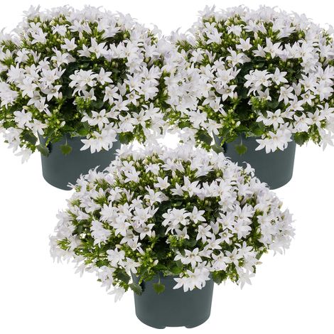 Bloomique - Lot de 3 - Campanula Ambella White - Campanule - Couvre-sol - Plantes de jardin - Résistante au gel - Sans danger pour les animaux - 10-20 cm de haut - Pot 10,5 cm