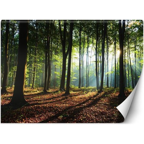 Papier peint matin dans la forêt - 450 x 315 cm
