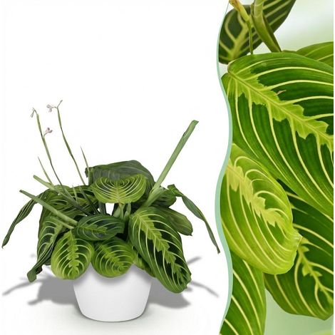 Plante d'Intérieur Maranta Fascinator Lemon Lime - Plante de Prière avec Pot Blanc - Ø 12 cm - PANGIVO (1/5)