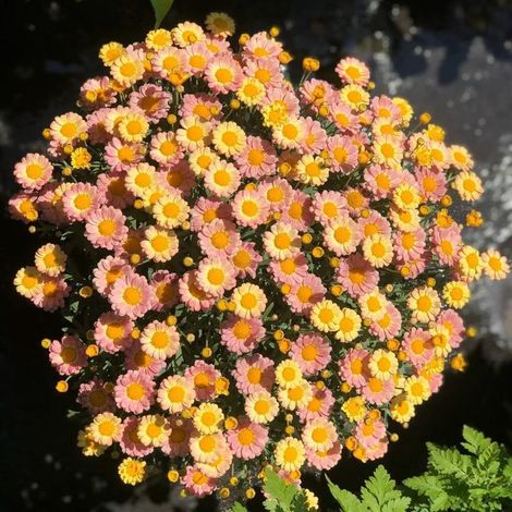 Graines de marguerites jaunes (2000 graines), graines à floraison continue, naturellement parfumées, floraison prolongée, engrais inclus. (1/5)