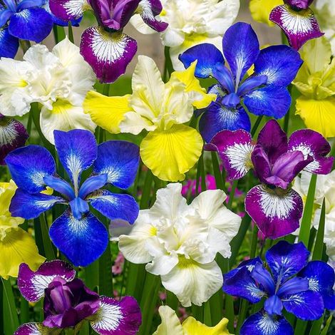 Bulbes d'iris rustiques - Sibirica - 5 pièces - Multicolores - Mélange de bulbes de fleurs vivaces (1/5)