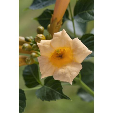 Gelbe Trompetenblume 'Flava' Campsis radicans 'Flava' C 2 60- 100