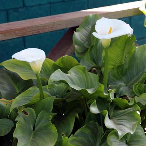 Arum d'Éthiopie – Plante vivace 4L – Exposition ensoleillée ou mi-ombragée – Fleurs blanches en forme de cornet