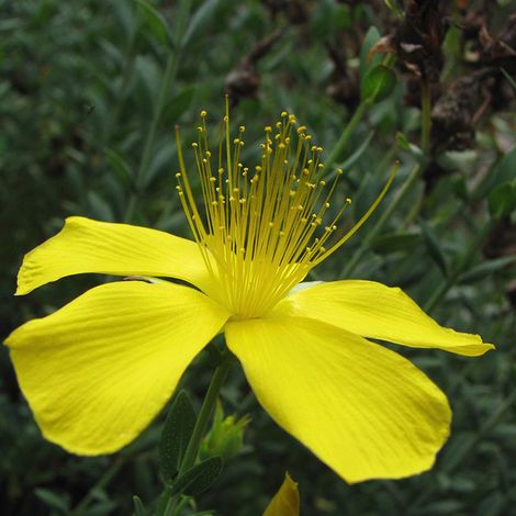 4 x Millepertuis du Mont Olympe - Hypericum olympicum  - godet