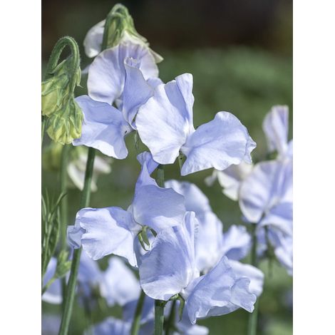 Pois de senteur 'Spring Sunshine Light Blue' le sachet de 30 graines (1,5g) (1/2)