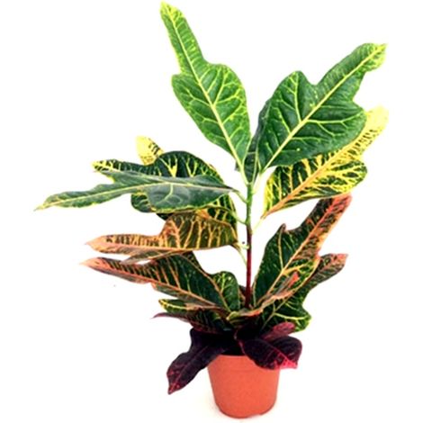 Planta Natural de Croton en Maceta M12