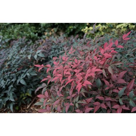 Gardenaria Nandina domestica 'Flirt' - Arbusto ornamentale da giardino - Altezza: 40/60 cm (vaso19)
