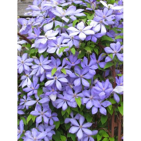 Clématite 'Mrs Cholmondeley' Pot de 1,5L/2L