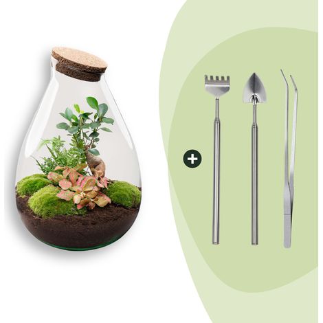 Terrarium Plante DIY Kit Écosystème Autonome avec Bonsaï Ficus et Outils Ø 29 x 37 cm - PANGIVO (1/2)