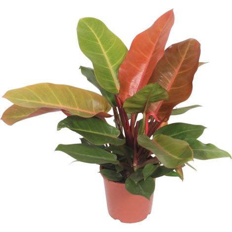 Philodendron Prince of Orange Plante d'Intérieur Décorative Feuillage Orange Ø17 cm 45 cm - PANGIVO (1/4)