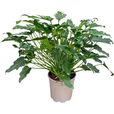 Philodendron Xanadu - Plante Verte d'Intérieur Décorative pour Salon et Bureau - Hauteur 70 cm - PANGIVO