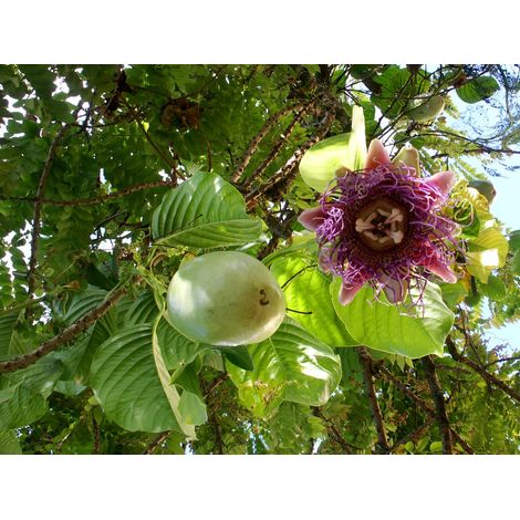 Vivaio Garden Forest – Plante grimpante passiflore quadrangularis H 130cm – Feuillage vert vif – Fleurs parfumées blanches et rouges – Gros fruits comestibles