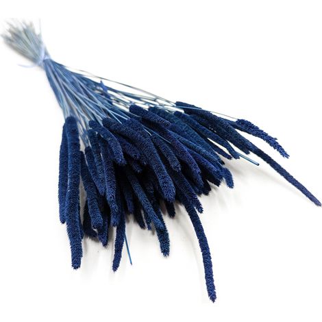 Erba secca - Timoteo (Phleum) - Blu