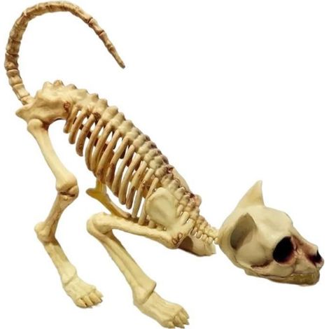 DéCoration Effrayante D'Halloween ModèLe de Crâne de Chat Accroupi Animal Effrayant pour Tour de FêTe de Vampire (1/5)