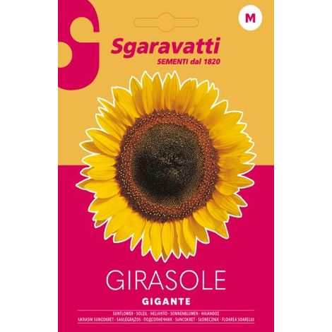Semi per Prato Universale Girasole Gigante Sgaravatti 20 Pezzi