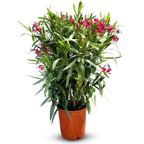 Laurier-rose – Nerium oleander – Couleur rouge – Hauteur 80–100 (1/5)