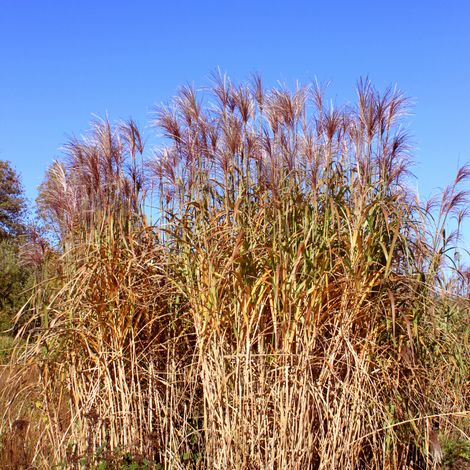 Roseau de Chine Graziella' - Miscanthus sinensis Graziella' pot 3L (1/2)