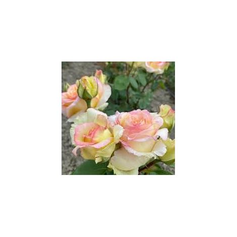 Rosa Barni Anna Molinari – Rosa Rifiorente Profumata