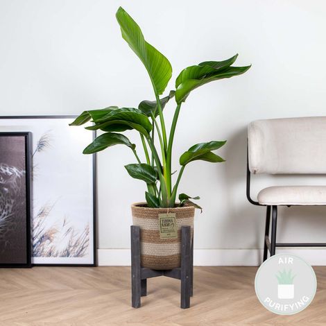 Bloomique - Strelitzia Nicolai - Oiseau de paradis - Plante d’intérieur - Dépolluante - Facile à entretenir - 80-100 cm de haut - Panier en jute 21 cm