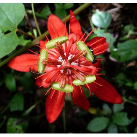 Passiflora coccinea pianta rampicante in vaso ø9 cm (1/5)