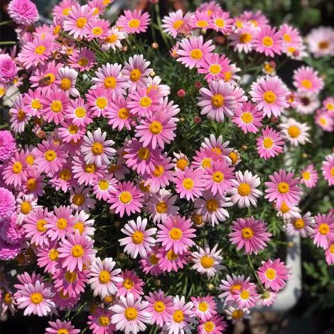 2 000 graines de marguerite rose « Mille-Aiguilles » — Floraison longue durée, naturellement parfumées, plantes ornementales pour le jardin (1/5)