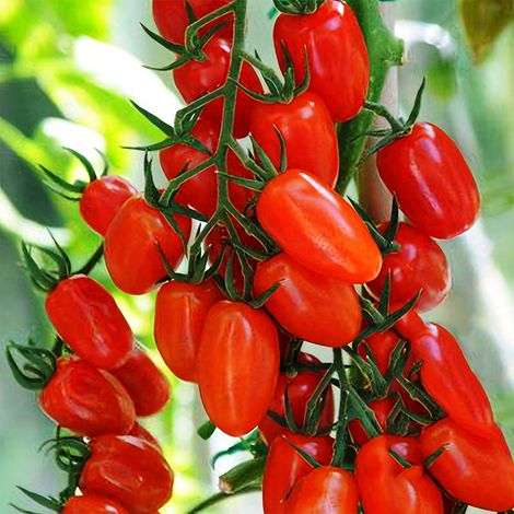 100 Samen roter Kirschtomaten bringen reichlich Früchte hervor und reifen früh geeignet für den Anbau in Töpfen oder im Freien. (1/5)