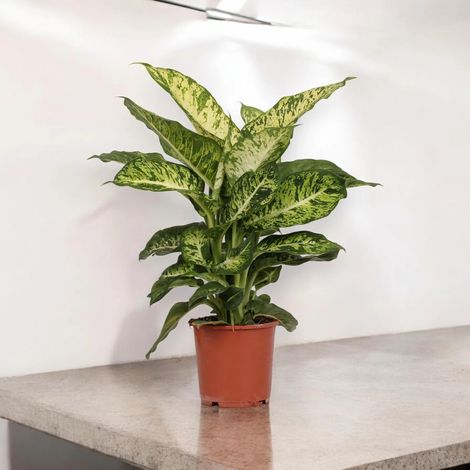 Gardenaria Dieffenbachia 'Mars' - Pianta da interno ornamentale - Altezza: 60 cm (vaso 17) (1/5)