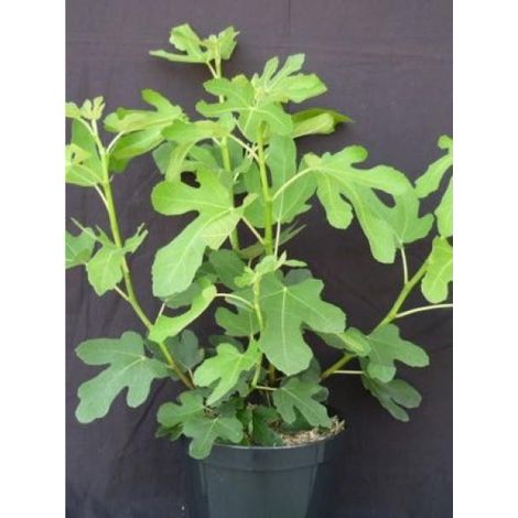 Figuier 'Longue d'Août' Pot de 12L/15L, Demi-Tige