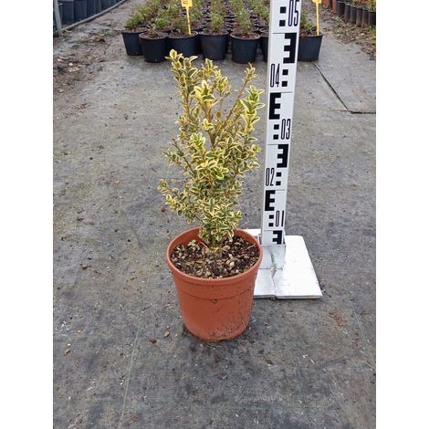 Buis Commun Panaché Buxus Sempervirens Pot 18 cm Arbuste à Topiaire (1/4)