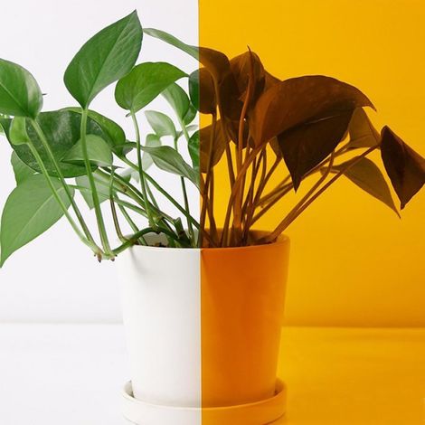 Film teinté pour vitres autocollant pour coloré PET 40100 cm Verre Transparent Jaune Doré (1/5)