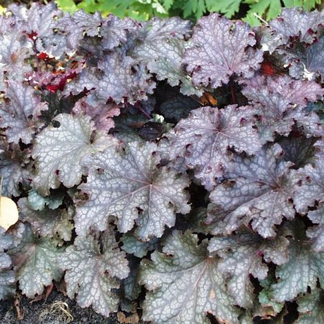 4 x Heuchère  - Heuchera 'Pewter Moon'  - godet 9x9 cm