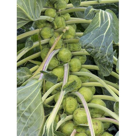 Chou de Bruxelles 'Roodnerf' le sachet de 500 graines (2g) (1/2)