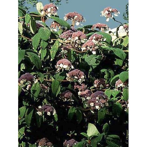 Hortensia aspera 'Macrophylla' Pot de 12L/15L (1/4)
