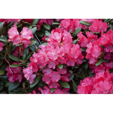 Yaku-Rhododendron 'Karminkissen'® Rhododendron yak.'Karminkissen' -R- C 5 30- 40
