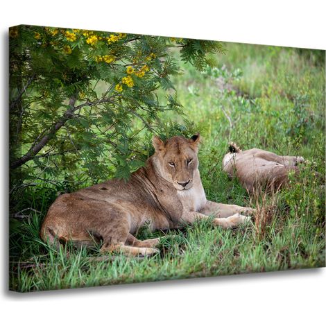 Leinwanddruck Tiere Löwinnen 70x50 cm