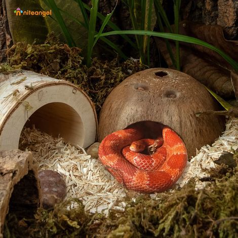 Set aus 2 natürlichen Kokosnussverstecken für Reptilien: Höhlen für Eidechsen, Spinnen und Aquarienfische (glatte Oberfläche) (1/5)
