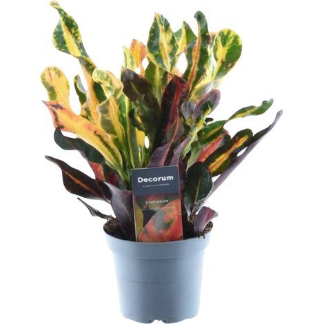 Croton Mammi Codiaeum variegatum Plante d'Intérieur Colorée Vert Jaune Orange H30 cm Ø12 cm - PANGIVO (1/4)