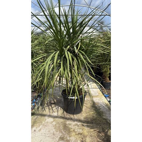 CORDYLINE AUSTRALIS VASO 70