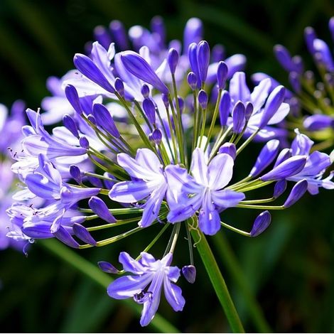 4 x Agapanthus hybrida. 'Charlotte'® - godet 9x9 cm (1/4)
