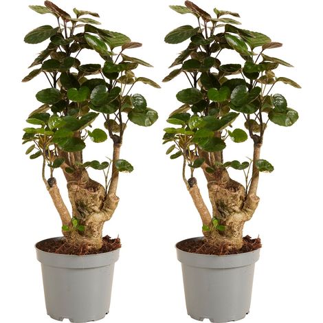 Bloomique - Lot de 2 - Polyscias Fabian - Aralia - Plantes d'intérieur - Purifiant l'air - Respectueux des animaux - Facile d'entretien - Hauteur 30-40 cm - Pot 12 cm