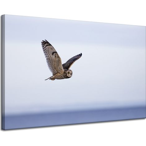 Leinwanddruck Tiere Eule im Flug 120x80 cm