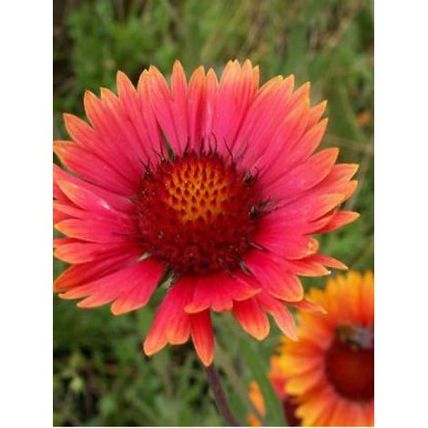 Gaillarde 'Tokayer' Godet de 8/9 cm (1/2)