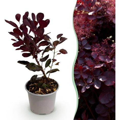 Cotinus coggyria Lilla - Arbre à Perruque Nain - Feuillage Pourpre et Fleurs Violettes - Pot 12 cm - PANGIVO (1/5)