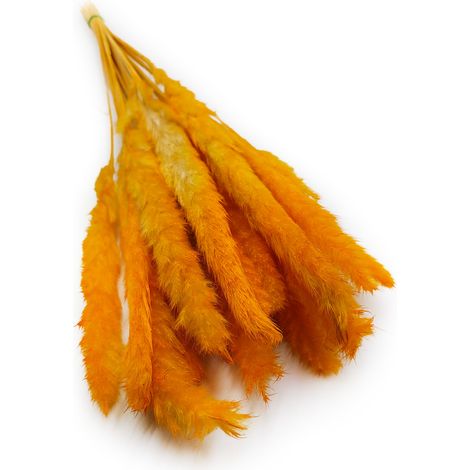 Hierba de la Pampa Mini - Naranja (1/5)
