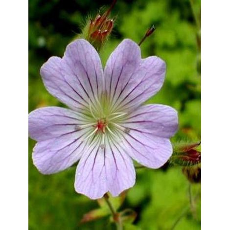 Géranium vivace 'Chantilly' Godet de 8/9 cm (1/3)