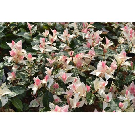 Gardenaria Falso Gelsomino - Trachelospermum asiaticum 'Tricolor' - Arbusto ornamentale da giardino - Altezza: 50/70 cm (vaso19)