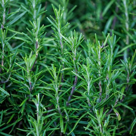 Graines de romarin 1000 - Romarin Officinal - Herbes aromatiques - Résistant au froid - Pour la culture sur balcon et dans le jardin (1/5)