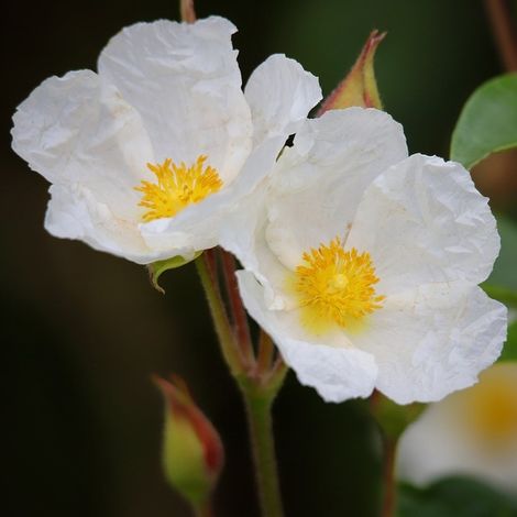 4 x Ciste obtusifolius - Cistus obtusifolius  - godet 9x9 cm (1/5)
